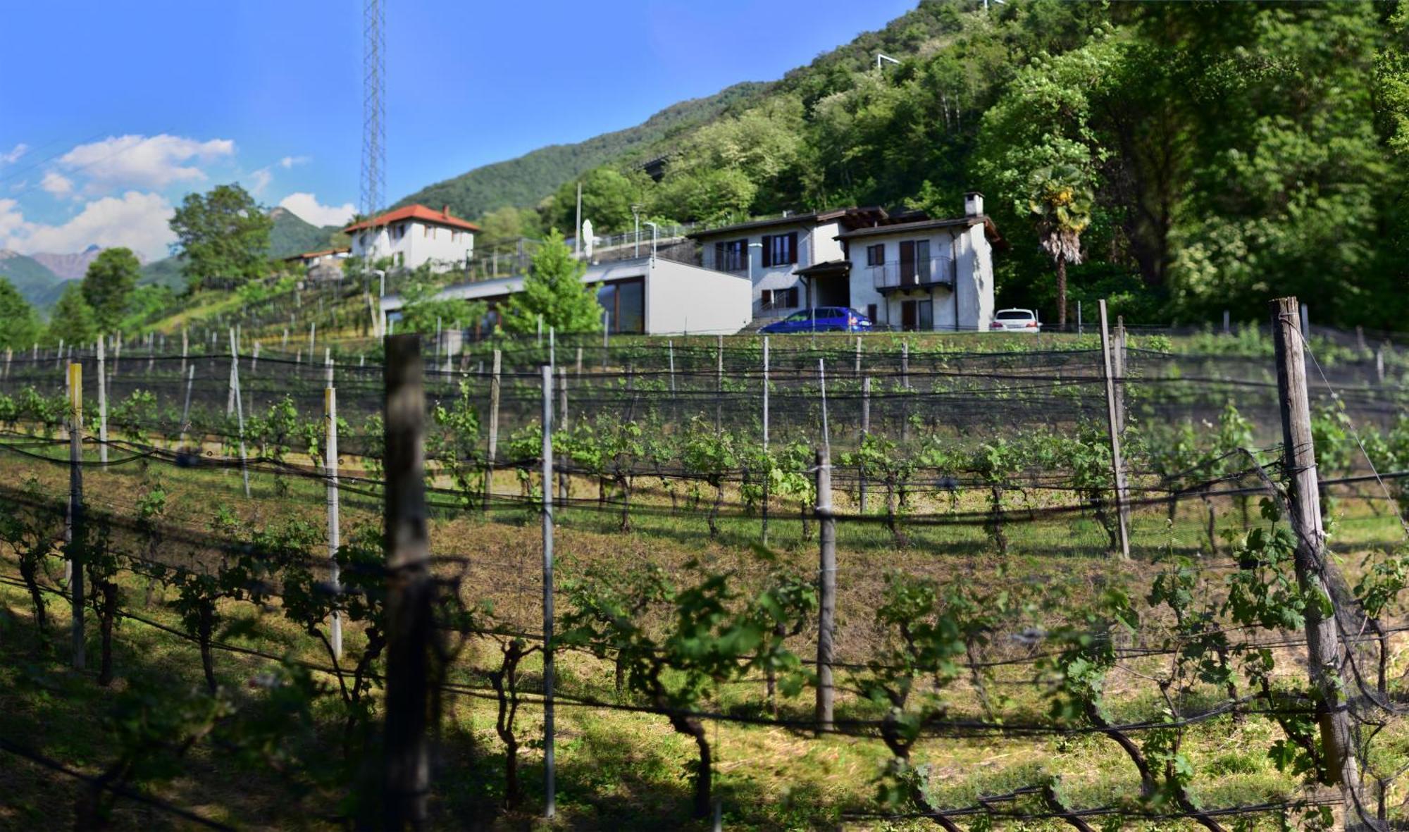 Viva Bacco Bed and Breakfast Gambarogno Εξωτερικό φωτογραφία
