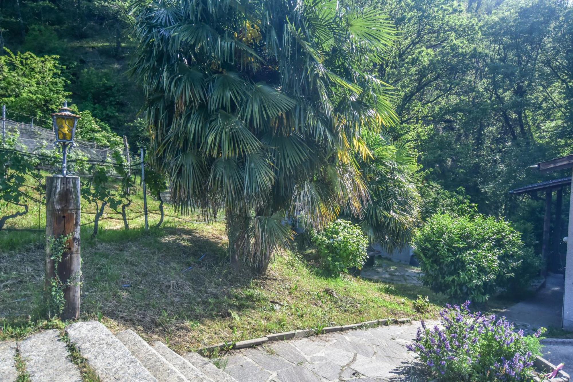 Viva Bacco Bed and Breakfast Gambarogno Εξωτερικό φωτογραφία